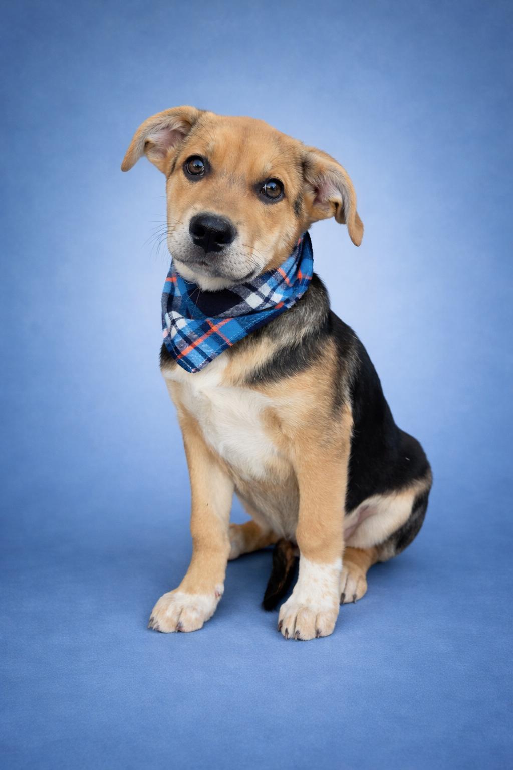 Rescue dog
