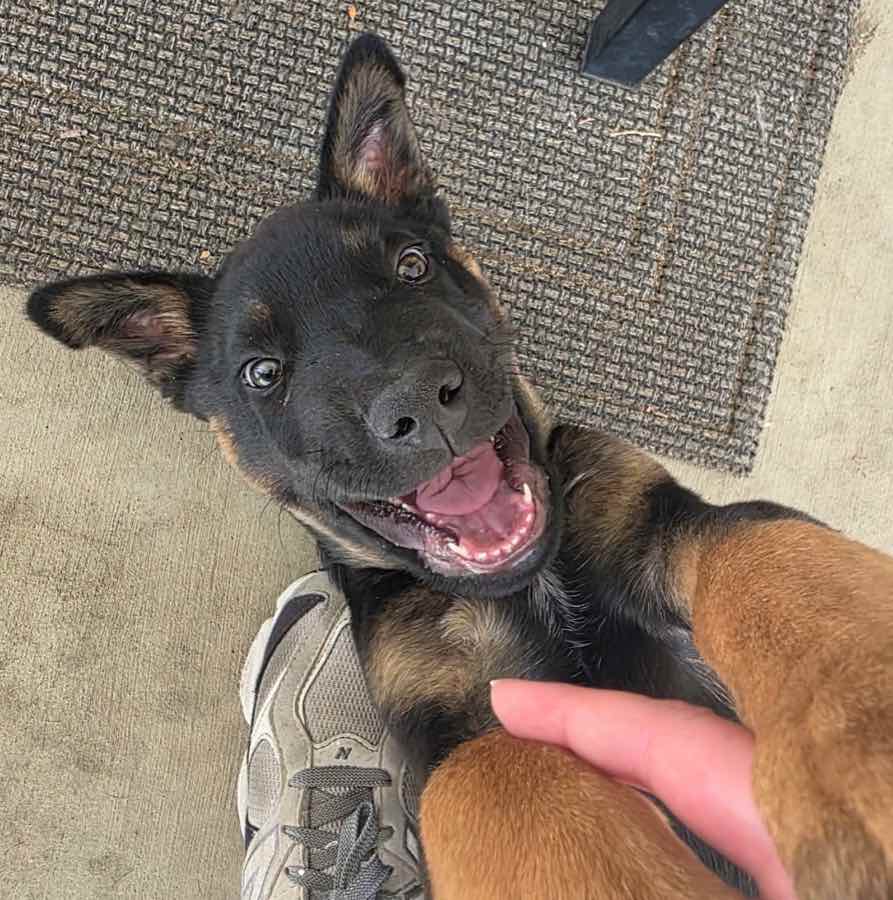 Adoptable dog